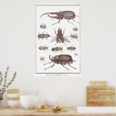 Beetels - Bord LXXV Histoire Naturelle Diderot Poster (Keuken)