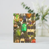 Beetels, bugs en insecten briefkaart (Staand voorkant)