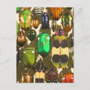 Beetels, bugs en insecten briefkaart