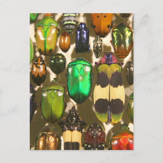 Beetels, bugs en insecten briefkaart (Voorkant)