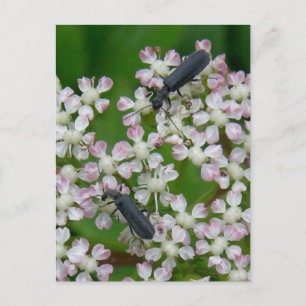 Beetels op Angelica Blossom, Unalaska Island Briefkaart