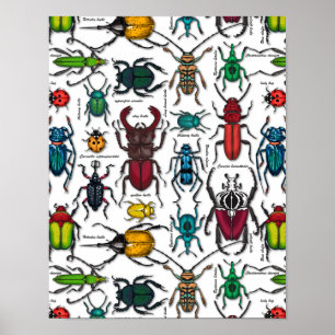 Beetels op wit poster
