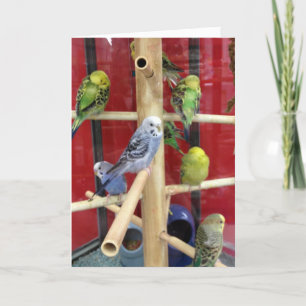 "BEETJE" KAN EENVOUDIGER WORDEN ALS "JIJ" FEESTDAGEN KAART