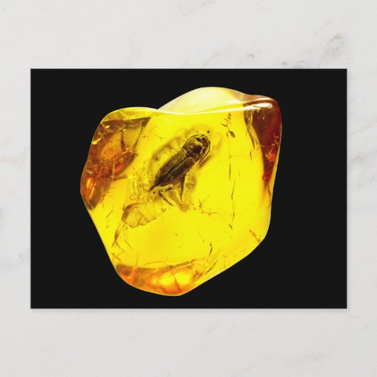 Beetle amber incluber briefkaart (Voorkant)