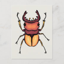 Beetle Art Entomology Insect