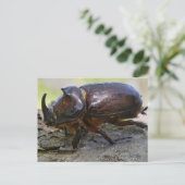 Beetle Briefkaart (Staand voorkant)
