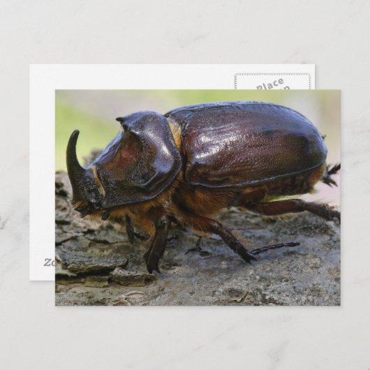Beetle Briefkaart (Voorkant / Achterkant)