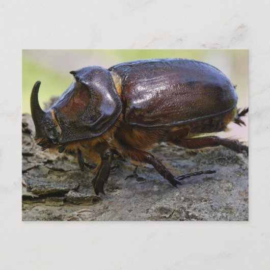 Beetle Briefkaart (Voorkant)