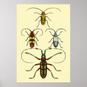 Beetle Insects Collectie Poster (Voorkant)