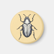 Beetle