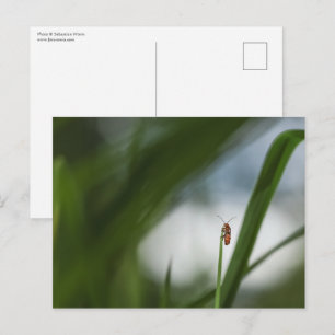 Beetle Natuur Foto Briefkaart