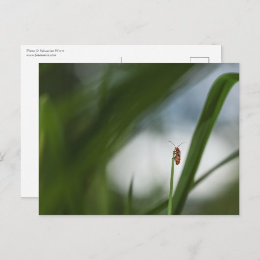 Beetle Natuur Foto Briefkaart (Voorkant / Achterkant)