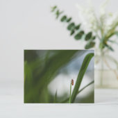 Beetle Natuur Foto Briefkaart (Staand voorkant)