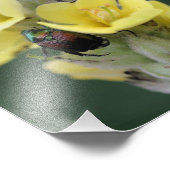 Beetle op Wild Mullein Flower Close Up 8x8 Foto Afdruk (Hoek)