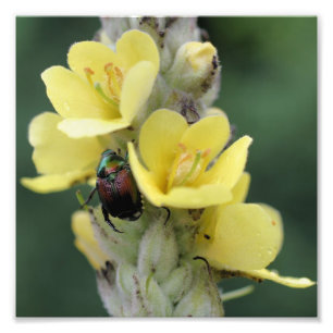Beetle op Wild Mullein Flower Close Up 8x8 Foto Afdruk