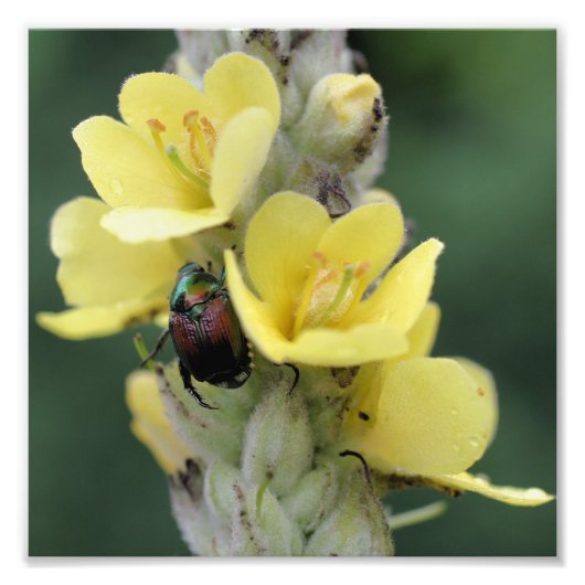 Beetle op Wild Mullein Flower Close Up 8x8 Foto Afdruk (Voorkant)