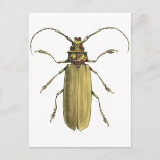 Beetle, Prionus Corticinus Briefkaart