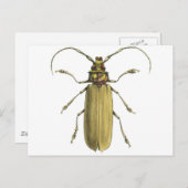 Beetle, Prionus Corticinus Briefkaart (Voorkant / Achterkant)