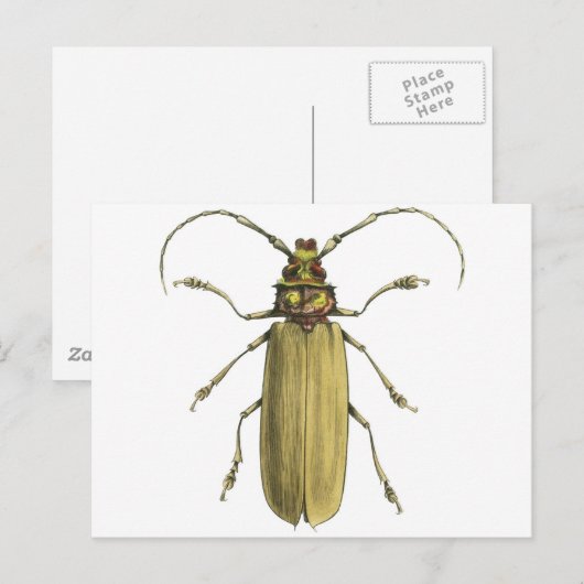 Beetle, Prionus Corticinus Briefkaart (Voorkant / Achterkant)