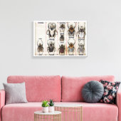 Beetle Species Bug Insect nature photograph  Canvas Afdruk (Insitu (Woonkamer))