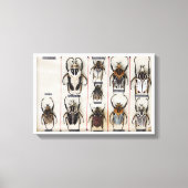 Beetle Species Bug Insect nature photograph  Canvas Afdruk (Voorkant)