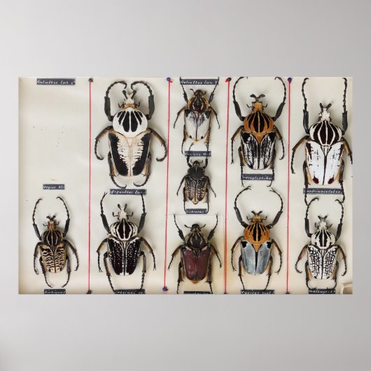 Beetle Species Bug Insect nature photograph  Poster (Voorkant)