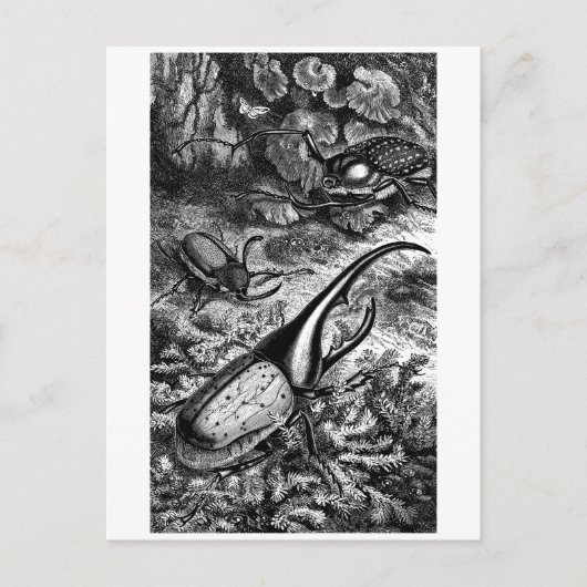 Beetles Briefkaart (Voorkant)