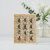 Beetles Bugs Zoology Illustration Art Briefkaart (Staand voorkant)