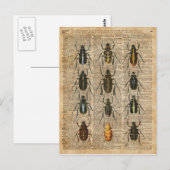 Beetles Bugs Zoology Illustration Art Briefkaart (Voorkant / Achterkant)