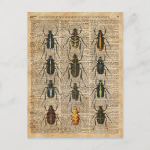 Beetles Bugs Zoology  Illustration Art Briefkaart