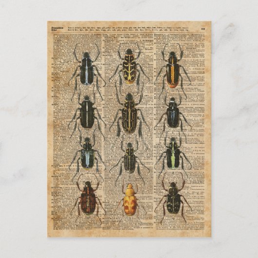 Beetles Bugs Zoology Illustration Art Briefkaart (Voorkant)