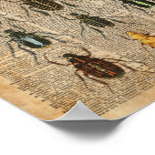 Beetles Bugs Zoology Illustration Art Poster (Hoek)