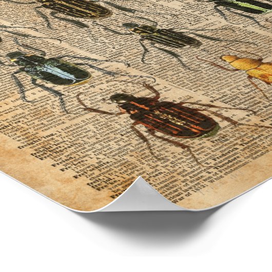 Beetles Bugs Zoology  Illustration Art Poster (Hoek)
