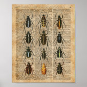 Beetles Bugs Zoology  Illustration Art Poster (Voorkant)