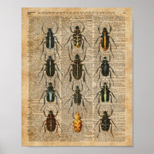 Beetles Bugs Zoology  Illustration Art Poster