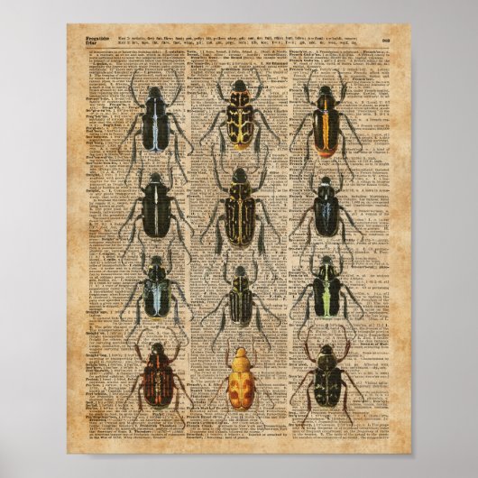 Beetles Bugs Zoology Illustration Art Poster (Voorkant)