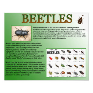 Beetles Foto Afdruk