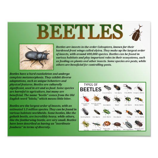 Beetles Foto Afdruk (Voorkant)