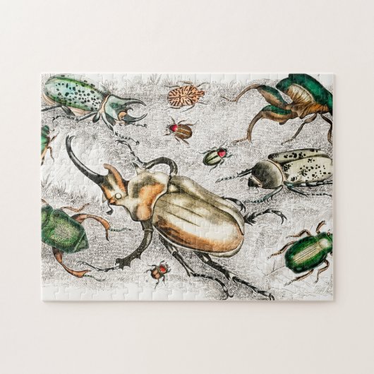 Beetles Insects Bugs Legpuzzel (Horizontaal)