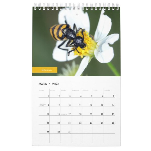 Beetles Kalender (Mar 2026)