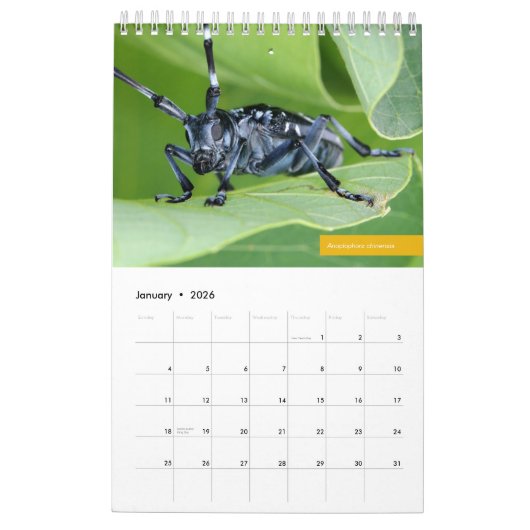 Beetles Kalender (Jan 2026)