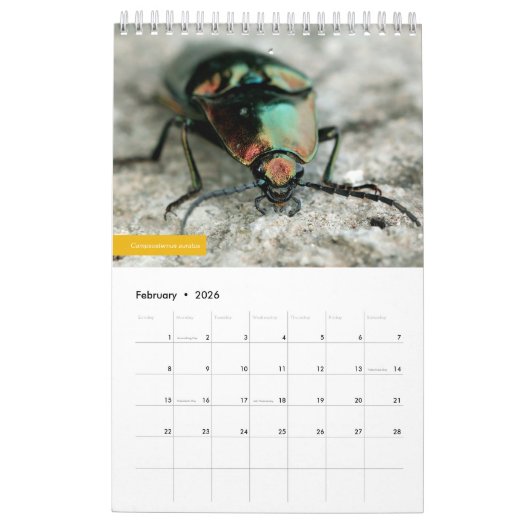 Beetles Kalender (Feb 2026)