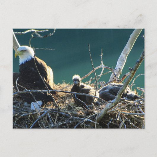 BEF Bald Eagle Family Briefkaart (Voorkant)