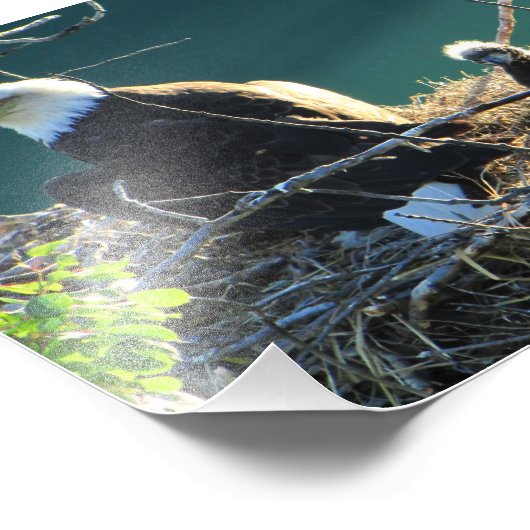 BEF Bald Eagle Family Foto Afdruk (Hoek)