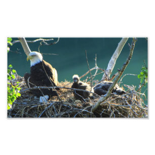 BEF Bald Eagle Family Foto Afdruk