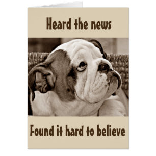 **BEFUDDLED BULL DOG** KAN NIET GELOVEN DAT JE **5