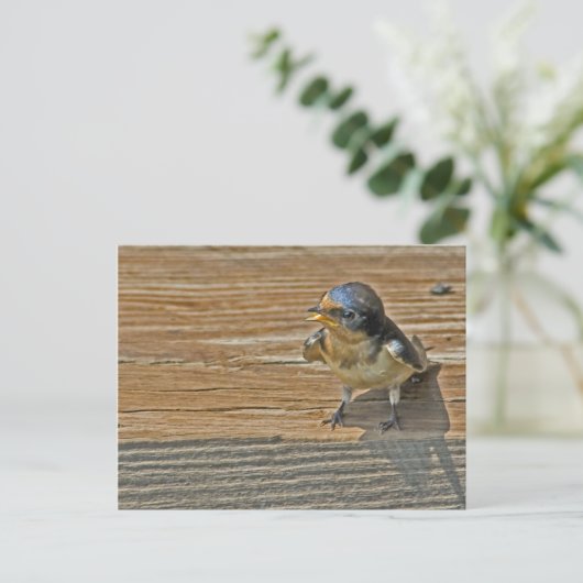 Begging Barn Swallow Briefkaart (Staand voorkant)