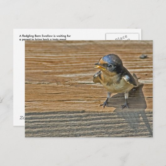 Begging Barn Swallow Briefkaart (Voorkant / Achterkant)