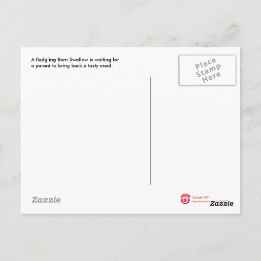 Begging Barn Swallow Briefkaart (Achterkant)