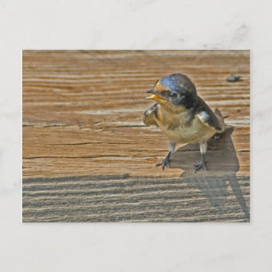 Begging Barn Swallow Briefkaart